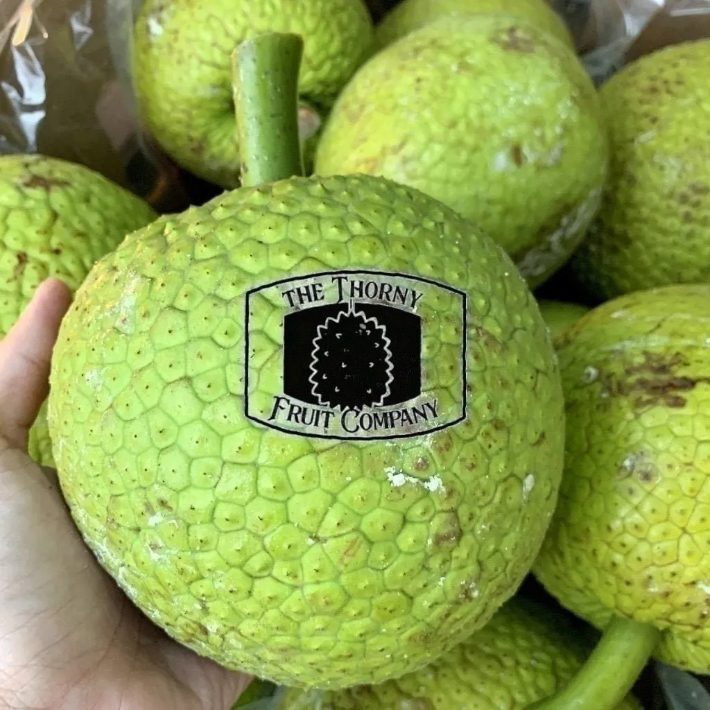 [PRE-ORDER] Fresh QLD Breadfruit. Buah Sukun. Artocarpus altilis